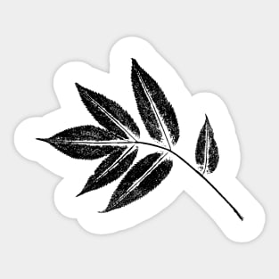Ash Tree Leaf - Botanical Imprint Sticker